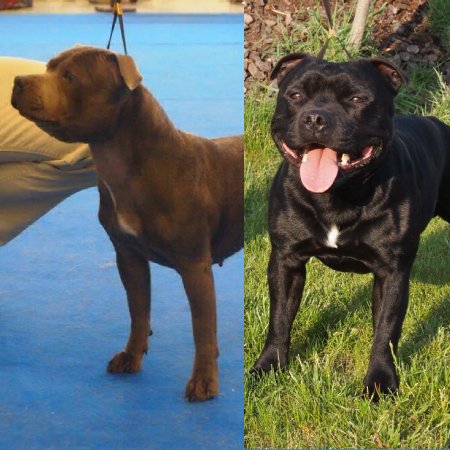 Vrhy Archives Crazy Magic Staffordshire Bull Terrier