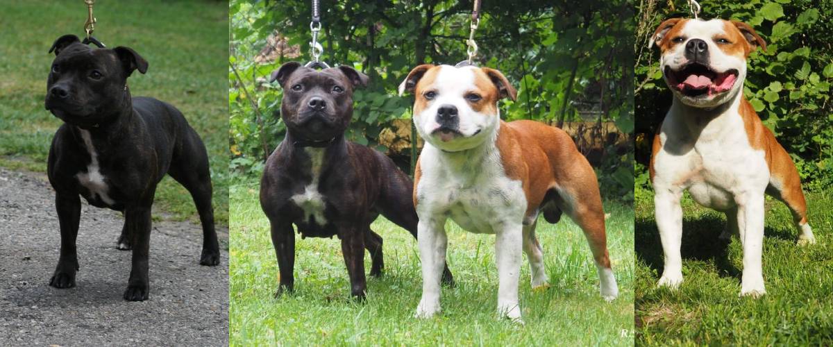 Pl novan Vrh L Crazy Magic Staffordshire Bull Terrier
