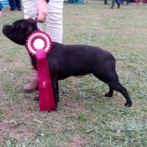 Rita CM: V1, CAC, CACIB, BOB