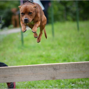 Lietajúci Staffy