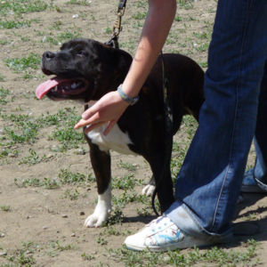 Veľmi nádejný 1, Víťaz dorastu