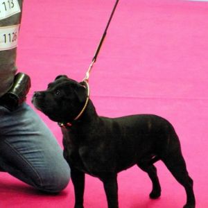 Oris CM - 2x V2, Res.CAC