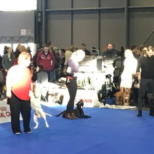 Donatello CM - trieda mladých - V4