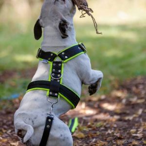 Buffy Crazy magic, nar. 31.10.2007 ( GCh. Master Blaster Fransimo Bohemia x GCh. Kerri Fransimo Bohemia )