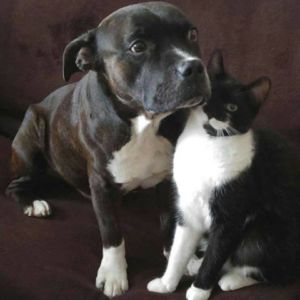 V.CH., Ch. Bastien Crazy magic, nar. 31.10.2007 ( GCh. Master Blaster Fransimo Bohemia x GCh. Kerri Fransimo Bohemia )