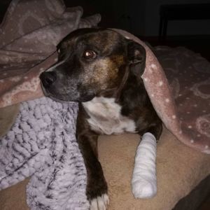 Electra Crazy magic, nar. 19.05.2009 ( Ch. Bastien Crazy magic x Zolla Fransimo Bohemia )