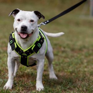 Buffy Crazy magic, nar. 31.10.2007 ( GCh. Master Blaster Fransimo Bohemia x GCh. Kerri Fransimo Bohemia )