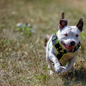 Buffy Crazy magic, nar. 31.10.2007 ( GCh. Master Blaster Fransimo Bohemia x GCh. Kerri Fransimo Bohemia )