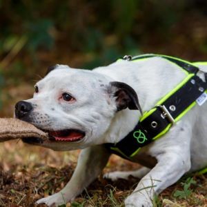 Buffy Crazy magic, nar. 31.10.2007 ( GCh. Master Blaster Fransimo Bohemia x GCh. Kerri Fransimo Bohemia )