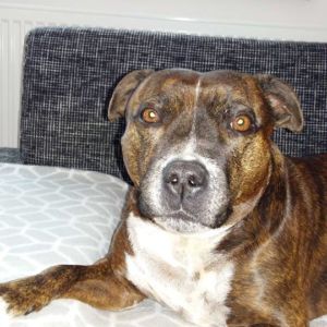 Electra Crazy magic, nar. 19.05.2009 ( Ch. Bastien Crazy magic x Zolla Fransimo Bohemia )