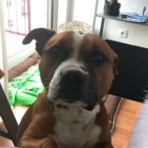 Damian Crazy magic, nar. 26.10.2008 ( GCh. Master Blaster Fransimo Bohemia x Zolla Fransimo Bohemia )