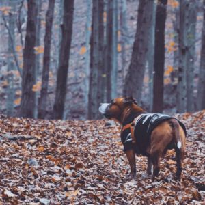 Damian Crazy magic, nar. 26.10.2008 ( GCh. Master Blaster Fransimo Bohemia x Zolla Fransimo Bohemia )