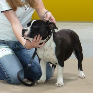 Výborná 1, CAC, CACIB