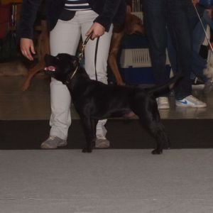 Nestor CM: V1, CAJC, BOB