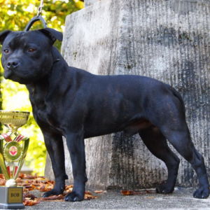 Lian CM: V1 , CAC, BOB