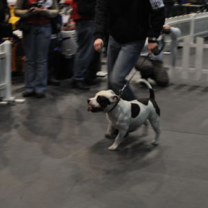 Bartok CM: Výborný 3