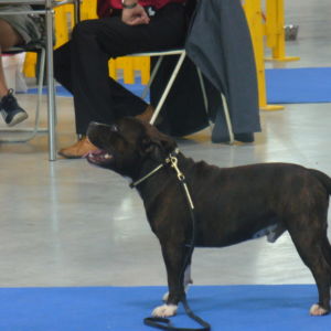 Výborný 1, CAC, CACIB