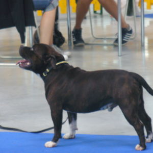 Výborný 1, CAC, CACIB