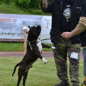 Bastienov prvý pokus na High Jump-e