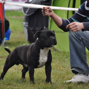 GILBERT CM: Výborný 1, CAJC