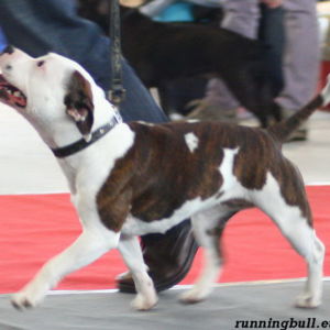 Dorka: veľmi dobrý