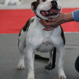 Dorka: veľmi dobrý