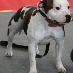 Dorka: veľmi dobrý