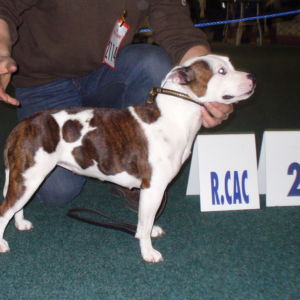 Dorka: Výborná 2, Res.CAC, Res.CACIB