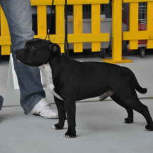 Gilbert CM: Výborný 2