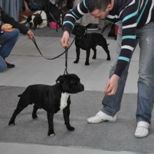 Gilbert CM: Výborný 2