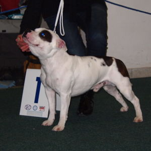 Gusto SM (syn Bastiena): V1, CAC