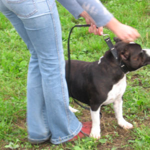 výborný 1, Víťaz triedy, Oblastný víťaz