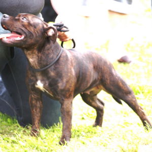 Java CM: Výborná 4