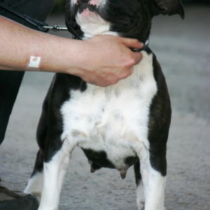 Výborná 2, Res.CAC