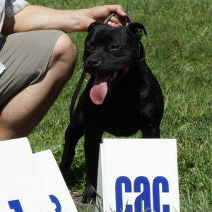 Lian CM: V1, CAC, Res.CACIB