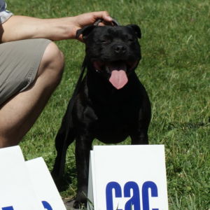 Lian CM: V1, CAC, Res.CACIB