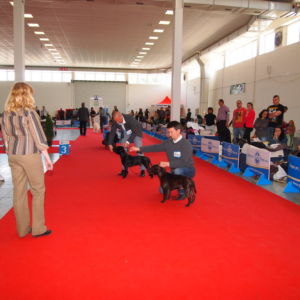 Jax CM: V1, CAC, Res. CACIB