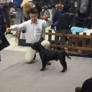 Nestor CM: V2, Res.CAC, Res.CACIB