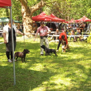 Nestor CM: V1, CAC, CACIB, BOB