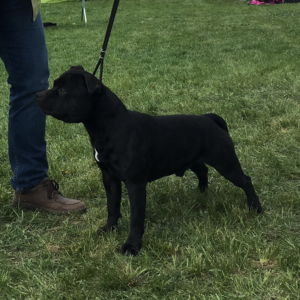 Nestor CM: V1, Oblastný víťaz