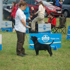 Nestor - V1, CAC, CACIB