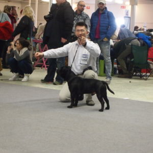 Nestor CM: V2, Res.CAC, Res.CACIB