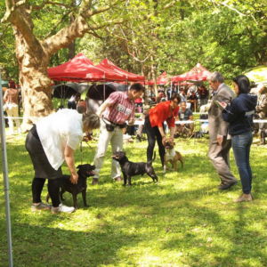 Nestor CM: V1, CAC, CACIB, BOB