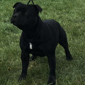 Nestor CM: V1, Oblastný víťaz