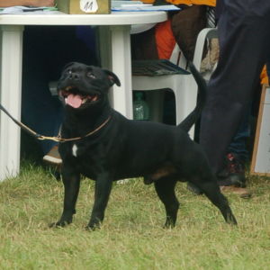 Nestor - V1, CAC, CACIB