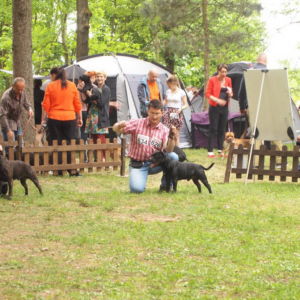 Nestor CM: V1, CAC, CACIB, BOB