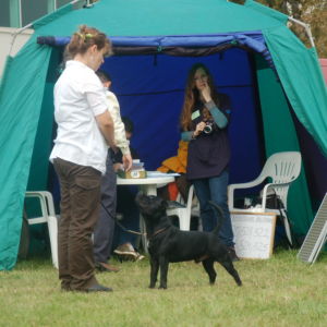 Nestor - V1, CAC, CACIB