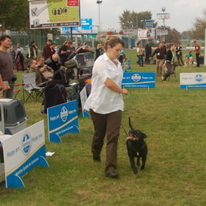 Nestor - V1, CAC, CACIB