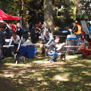 O národného víťaza