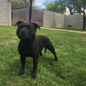 Oris CM: V1, CAC zo 4 prihlásených, CACIB, BOB